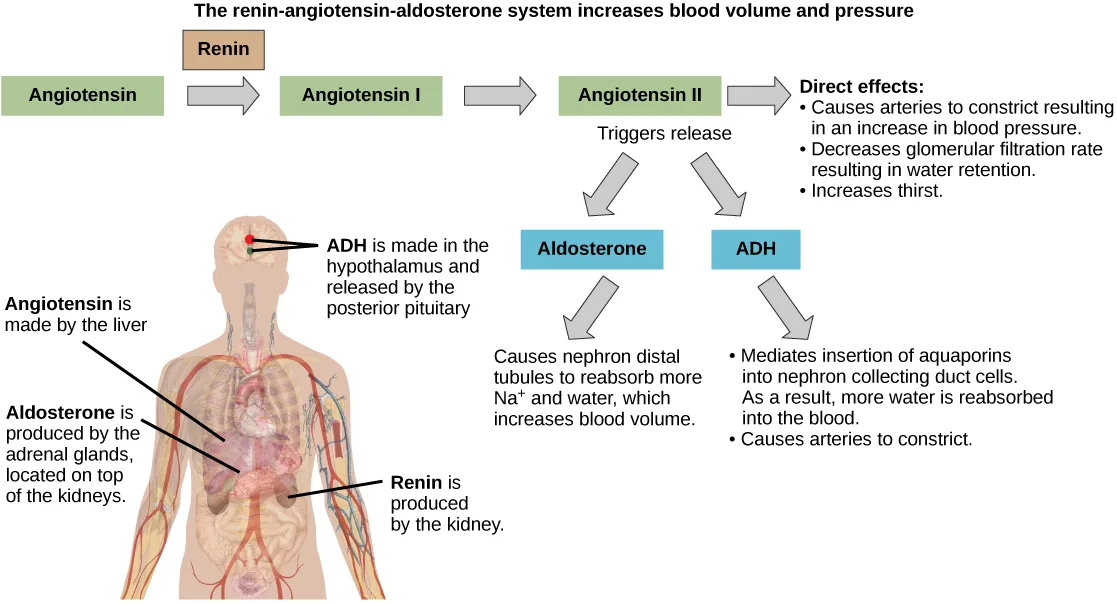 A flow chart tracing the renin-angiotensin-aldosterone pathway from a drop in blood pressure through renin, angiotensin I and II, to the release of aldosterone and ADH, alongside a body outline showing where each hormone is produced.