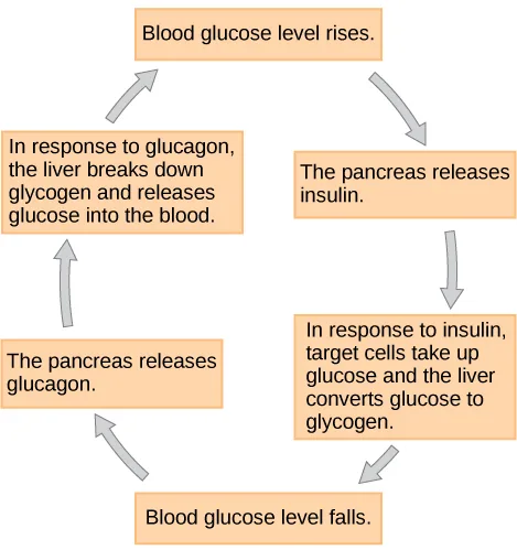 A six-box cycle diagram tracing how a rise or fall in blood glucose level triggers insulin or glucagon release and how those hormones act on the liver and target cells to move glucose level back toward normal.
