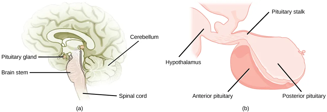 Two illustrations: (a) a sagittal section of the head showing the small pituitary gland hanging from the hypothalamus below the brain, above the brain stem and spinal cord, with the cerebellum behind it; (b) a close-up of the pituitary region showing the hypothalamus narrowing into the pituitary stalk, which leads into the darker anterior lobe and the lighter posterior lobe of the pituitary gland.