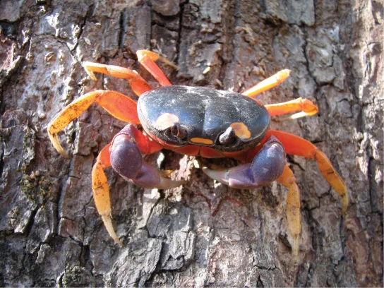 Photo shows a crab with orange legs and a black body crawling on a tree.