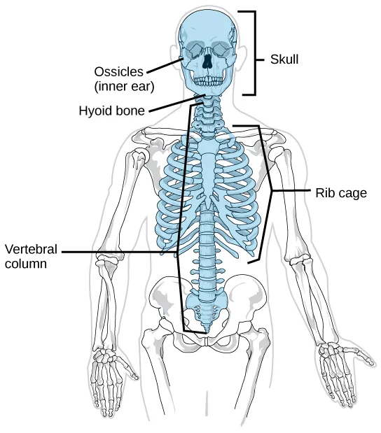 A front-facing human skeleton illustration with the skull, spine, and ribcage colored blue and the limbs and pelvis left as a pale outline, five leader-line labels naming the highlighted axial-skeleton parts.