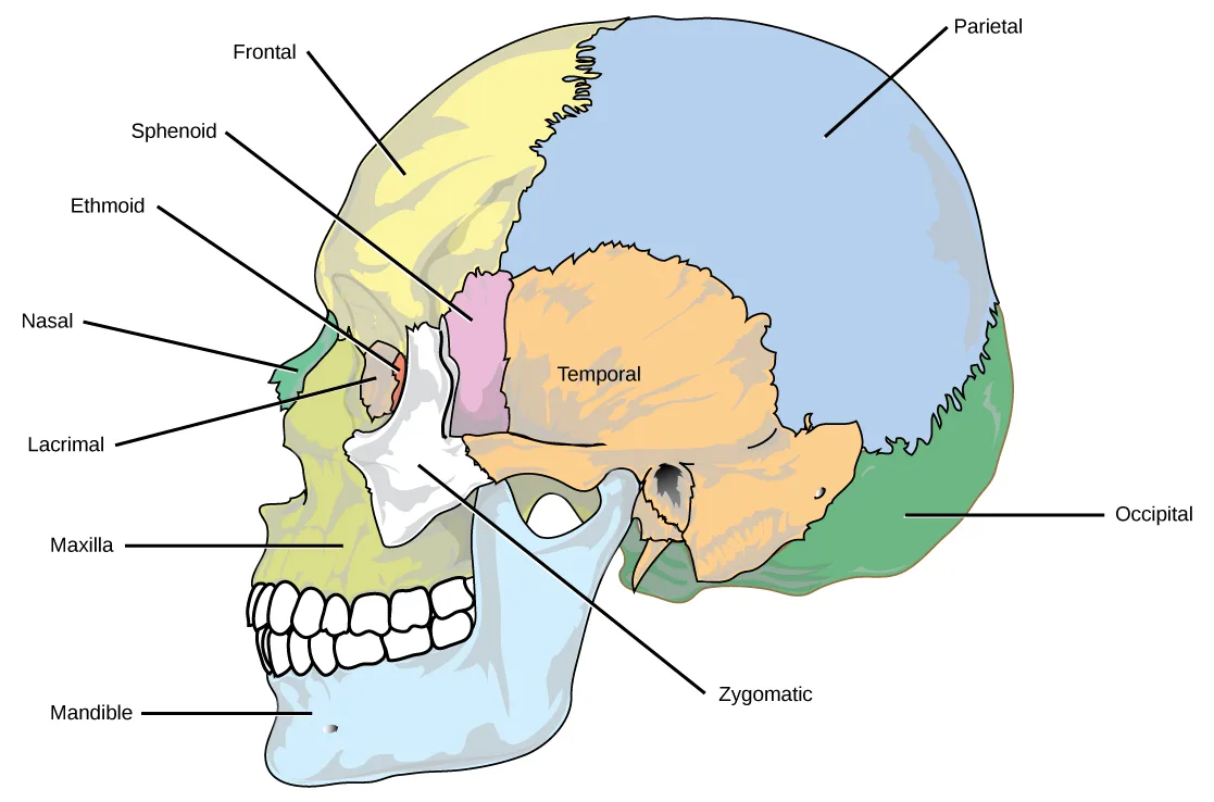 A side view of a human skull, colored by region, with leader-line labels naming each cranial and facial bone visible from this angle.