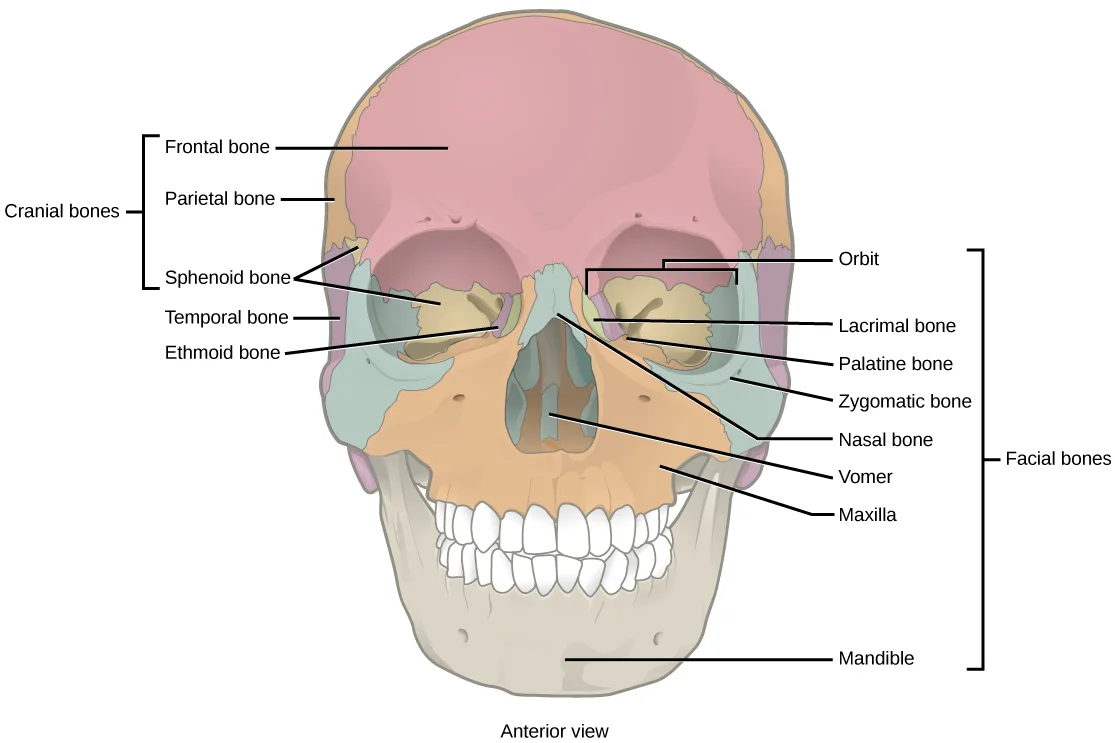 A front (anterior) view of a human skull, colored by bone, with leader-line labels grouped into a 'Cranial bones' bracket on the left and a 'Facial bones' bracket on the right.