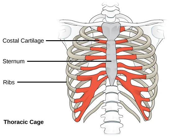 A front view of the human ribcage and sternum, with three leader-line labels and a bold caption naming the whole structure.