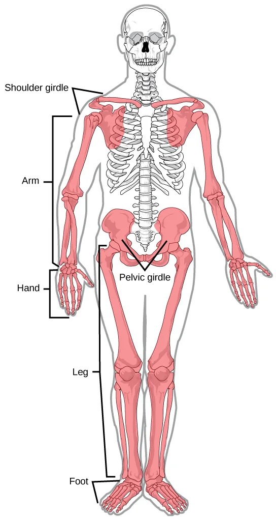 A front-facing human skeleton illustration with the limbs, shoulders, and pelvis colored pink and the skull and ribcage left as a pale outline, six leader-line and bracket labels naming the highlighted appendicular parts.