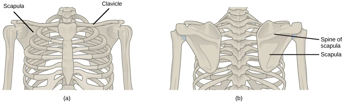 Two views of the pectoral girdle bones attached to the ribcage: (a) an anterior view labeling the scapula and clavicle, and (b) a posterior view labeling the scapula and the ridge across its back.