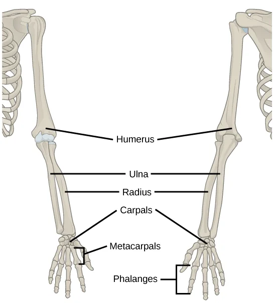 Two views of the human upper-limb skeleton, front and back, with leader-line labels naming the arm, forearm, and hand bones shared by both.
