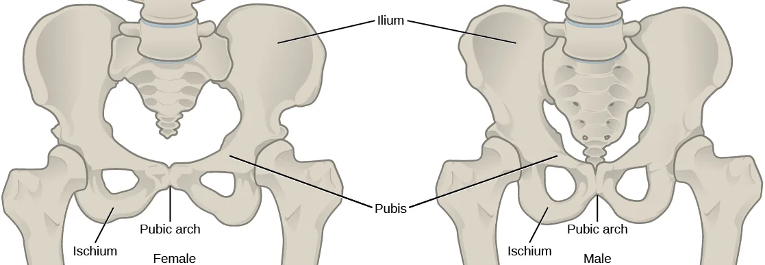 Two views of the human pelvis side by side, labeled (a) female and (b) male, with leader-line labels naming the ilium, pubis, ischium, and pubic arch of each.