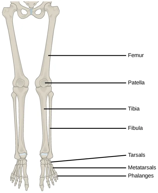 Two views of the human lower-limb skeleton side by side, front and back, with leader-line labels naming the thigh, leg, and foot bones shared by both.