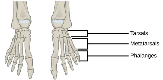 Two views of the human foot and ankle skeleton side by side, with three bracket labels naming the tarsal, metatarsal, and phalange bones shared by both.