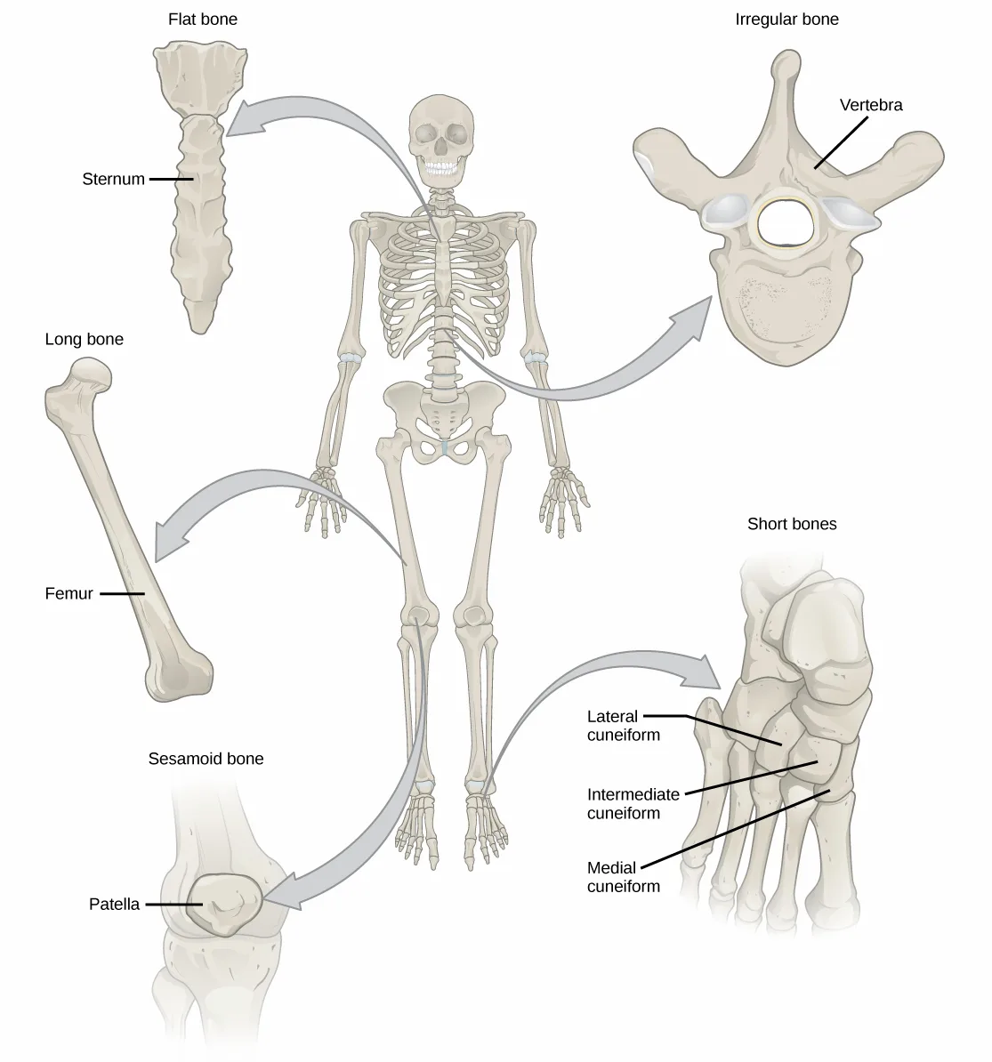 An illustration of a full human skeleton surrounded by five labeled bone-type panels, each linked to the skeleton by an arrow: a ridged flat bone (sternum), an irregular bone with a central opening (vertebra), a slender long bone (femur), a small rounded sesamoid bone in a knee joint (patella), and three adjoining short bones of the foot (the cuneiforms).