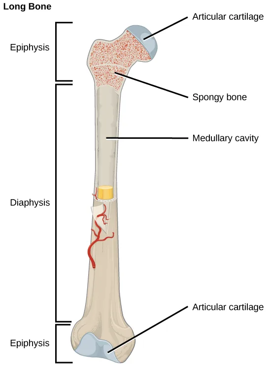 A long bone drawn upright, with its two rounded ends bracketed as the epiphyses (each capped with articular cartilage and filled with speckled spongy bone) and its long narrow shaft bracketed as the diaphysis, with a leader line to its hollow center labeled medullary cavity.