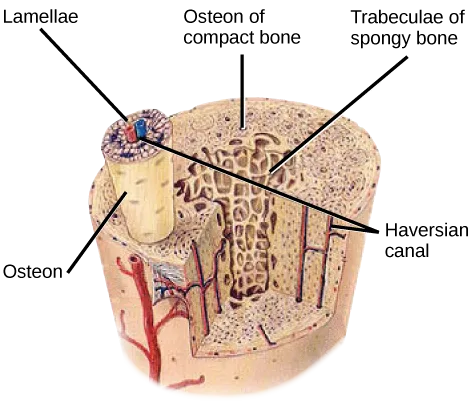 A cylinder of bone tissue cut away to show its interior: a solid rod-shaped osteon projects from the dense outer wall, a narrow channel runs through its center, and porous, lattice-like tissue fills the interior of the cylinder.