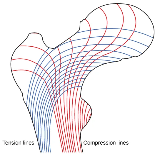 A side outline of a hip and thigh bone with two bundles of curved lines sweeping through it in an X pattern: one bundle, labeled 'Tension lines,' curves down the near side of the bone, and the other, labeled 'Compression lines,' curves down the far side.