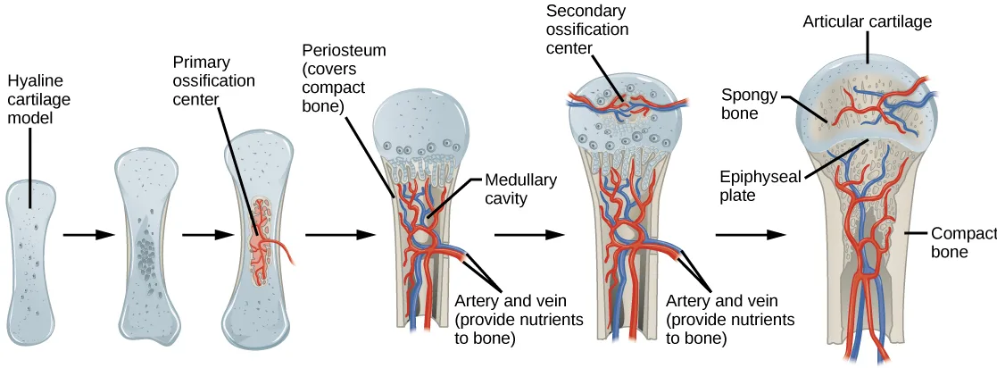 A six-panel flow diagram showing a long bone developing from a plain cartilage outline through a denser-stippled outline and a mottled center, a vessel-lined shaft with a hollow cavity, to a mature bone with a capped end, spongy interior, thin growth-plate band, and dense outer shaft.
