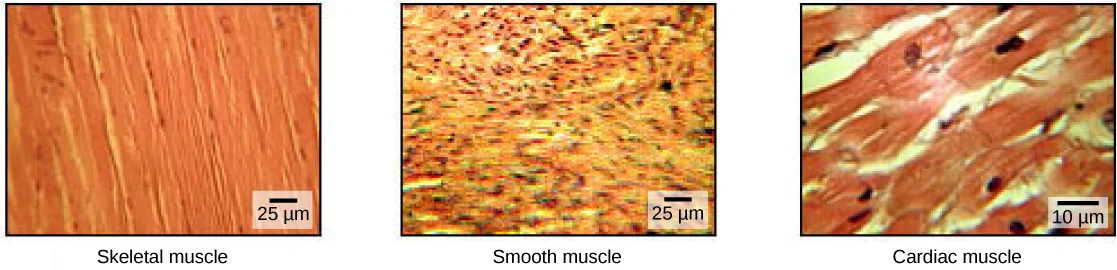 The skeletal muscle cells are long and arranged in parallel bands that give the appearance of striations. Each cell has multiple nuclei. Smooth muscle cells have no striations and only one nuclei per cell. Cardiac muscles are striated but have only one nucleus.