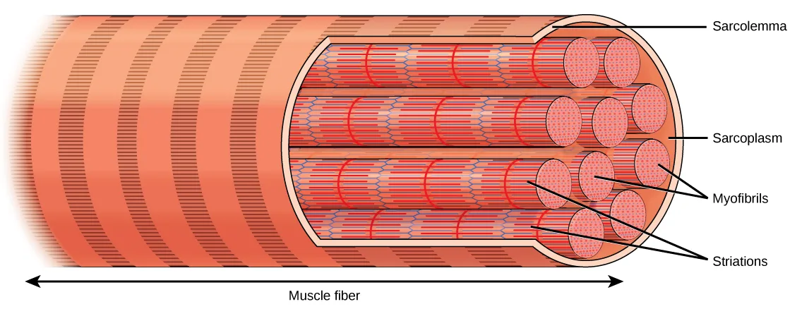 Illustration shows a long, tubular skeletal muscle cell that runs the length of a muscle fiber. Long, cylindrical bundles called myofibrils run the length of the cell. The myofibrils have a banded appearance. A sarcoplasm exists around the myofibrils, and the sarcolemma surrounds everything.