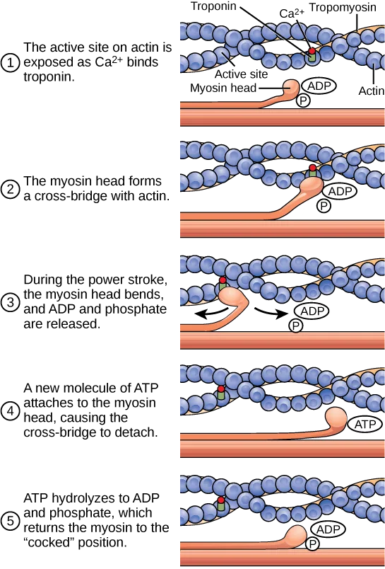 A five-step diagram of the actin-myosin cross-bridge cycle: two beaded actin filaments coiled with a tropomyosin strand run beside a myosin filament whose single myosin head, carrying ADP and phosphate, binds, bends through its power stroke, and releases across the five numbered frames stacked top to bottom.