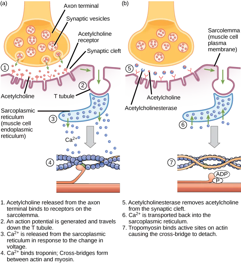 A two-panel diagram of a neuromuscular junction and the muscle cell beneath it. Panel (a), the four steps that start a contraction, is labeled with the axon terminal, its synaptic vesicles, the acetylcholine receptor, the synaptic cleft, the T tubule, and the sarcoplasmic reticulum. Panel (b), the three steps that end it, is labeled with the sarcolemma (muscle cell plasma membrane) and acetylcholinesterase.