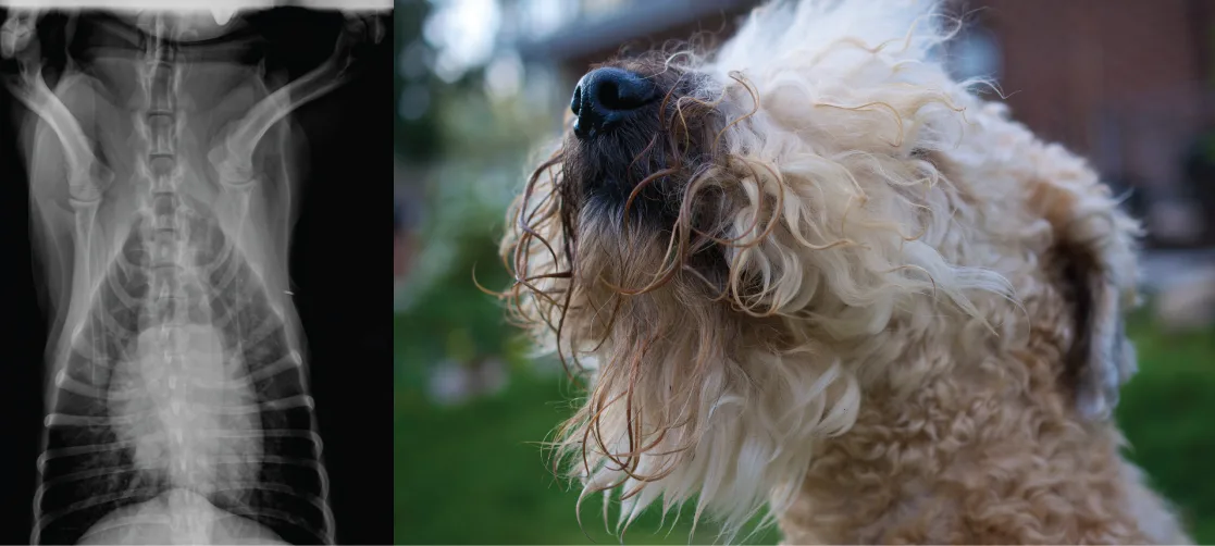 An X-ray on the left shows a dog heart, which appears as a white, oblong mass, surrounded by virtually transparent lung tissue. The photo on the right shows a dog.