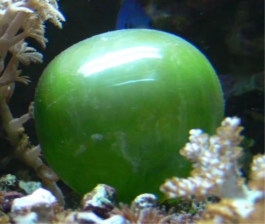 The photo shows a round, green, balloon-like cell with a smooth, shiny surface, photographed underwater among coral.