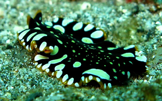 The photo shows a black, ribbon-like flatworm covered in white spots, resting on light-colored sand.