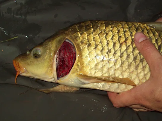 The photo shows a hand holding a golden carp with a wedge of skin behind the head cut away, revealing bright red gills.
