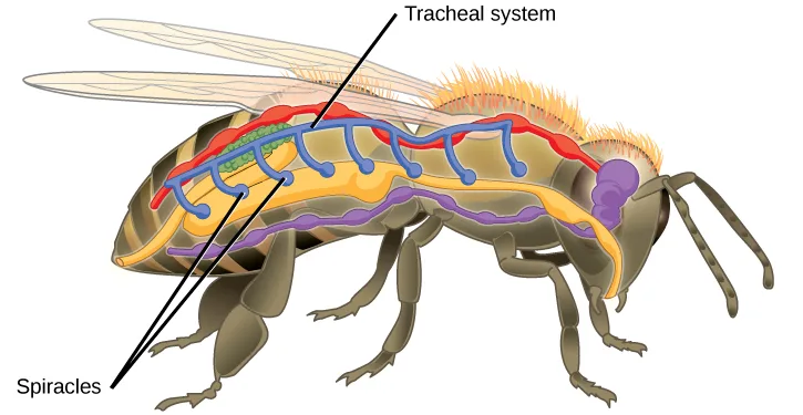 A cutaway side view of a bee shows its internal tracheal system as a network of red, blue, purple, and green tubes running the length of the body, with two small openings labeled along the lower body wall.