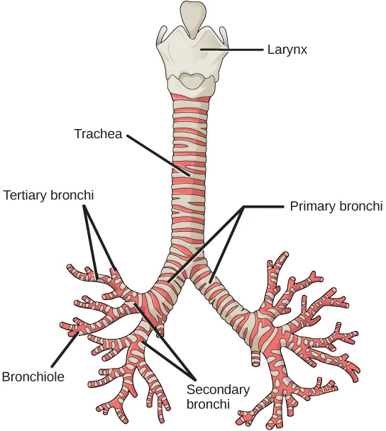The illustration shows the trachea, or windpipe, with the larynx as a wide collar at its top. At the bottom, the trachea bifurcates into the primary bronchi, which enter the right and left lungs; inside each lung, the bronchi branch further into secondary and tertiary bronchi, then into bronchioles.