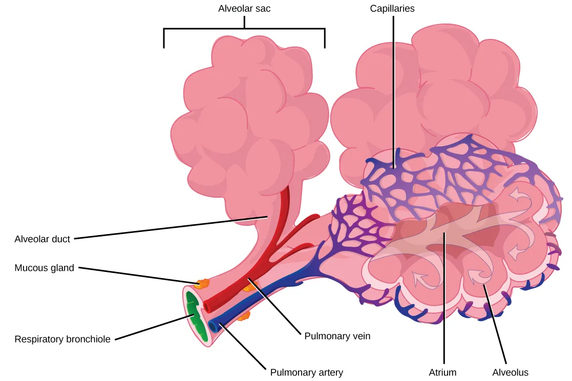 A single respiratory bronchiole leads through an alveolar duct into a grape-like cluster of alveoli labeled the alveolar sac; a matching cluster is shown in cutaway alongside it, revealing the open atrium at its center and a network of capillaries wrapping each alveolus.
