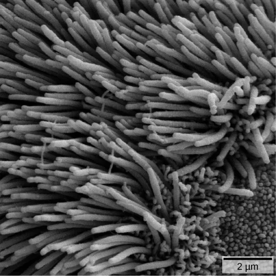 In this electron micrograph, cilia appear as a dense field of long, thin, hair-like projections covering a surface, with a 2 µm scale bar in the lower right.