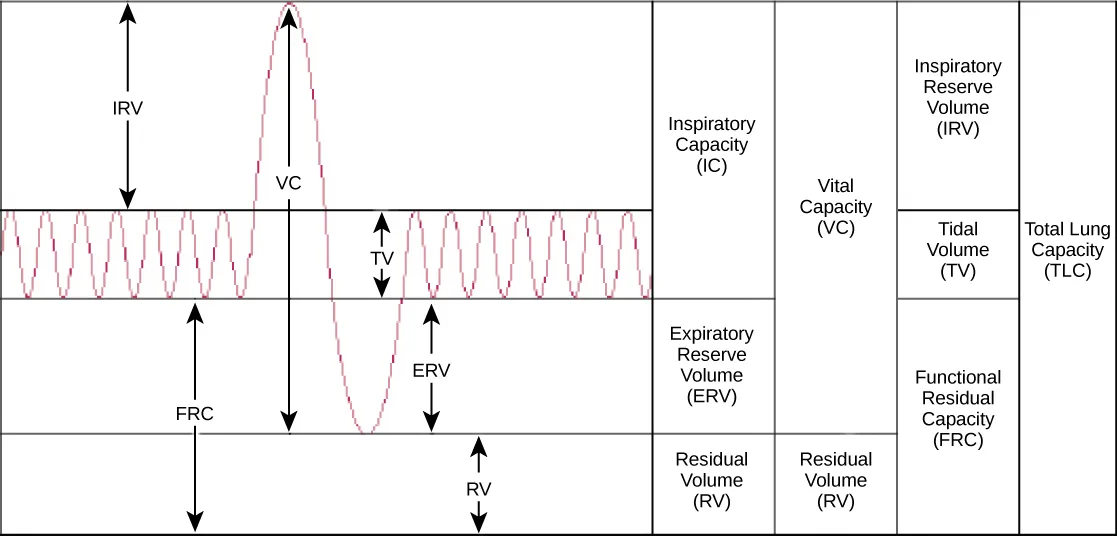 A line graph of a thin red trace over time: small, regular breathing oscillations widen into one tall crest and one deep trough before returning to the same small oscillations, with six vertical double-headed arrows marking IRV, VC, TV, FRC, ERV, and RV.