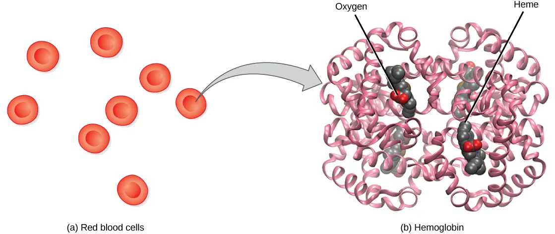 Seven small red disc-shaped cells at left, with an arrow leading from one of them to a ribbon-diagram protein structure at right made of pink coiled subunits arranged in two mirror-image halves. Leader lines labeled 'Oxygen' and 'Heme' point to small gray-and-red clusters nested inside the structure.