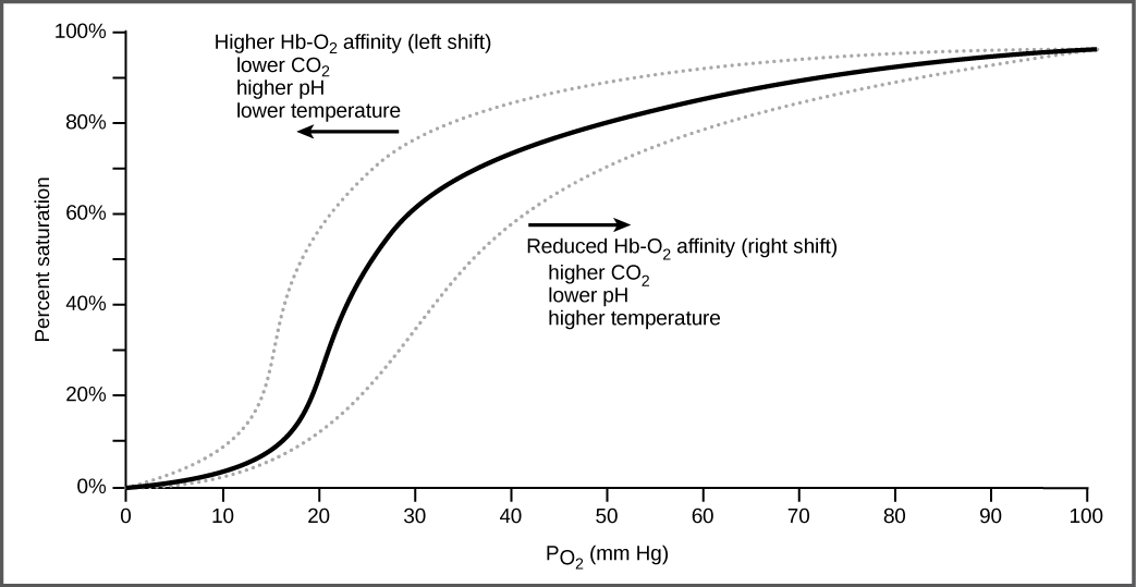 A line graph of percent hemoglobin-oxygen saturation (0 to 100%) against oxygen partial pressure (PO₂) in mm Hg (0 to 100). A solid S-shaped curve rises steeply through the low-to-mid range and levels off near saturation. A dotted curve above and to the left is labeled 'Higher Hb-O₂ affinity (left shift)' with a leftward arrow; a second dotted curve below and to the right is labeled 'Reduced Hb-O₂ affinity (right shift)' with a rightward arrow.
