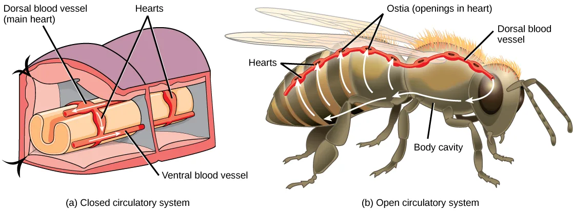 (a) A cutaway block shows two segments of an earthworm's body, a red dorsal vessel along the top connected by two ring-shaped loops down to a paler ventral vessel along the bottom, with small arrows marking flow direction. (b) A cutaway bee shows a red vessel running along its back with small round openings and bulges, and white arrows tracing fluid from the head, back through the body cavity, and up into the vessel.