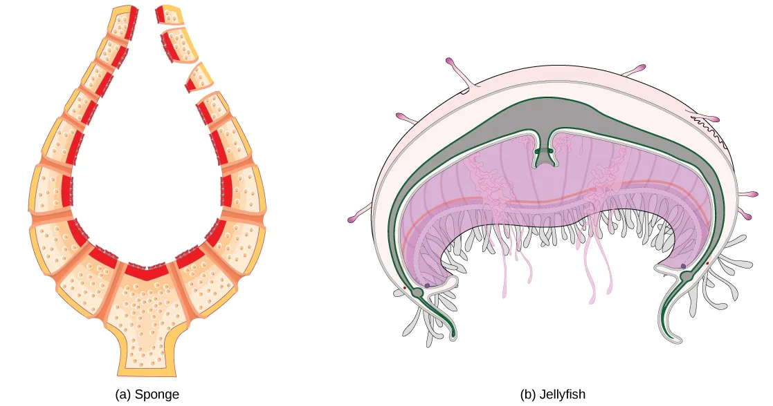 (a) A vase-shaped illustration of a sponge with a hollow central cavity and a porous, segmented outer wall. (b) A cutaway of a bell-shaped jellyfish showing its thin, double-layered body and fringed tentacles hanging from the margin.