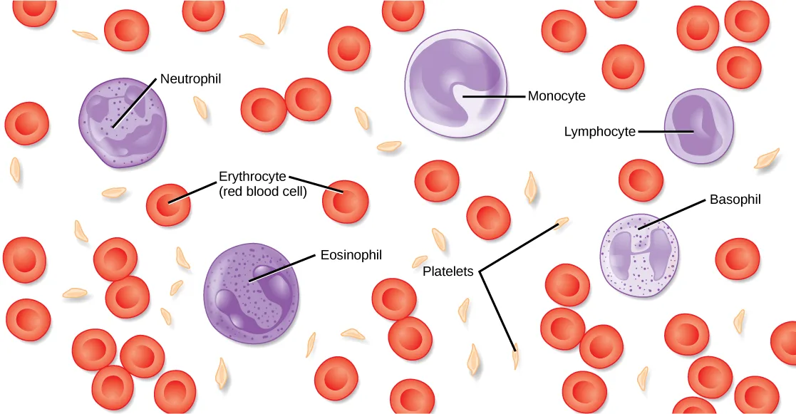 Illustration of numerous red blood cells and platelets surrounding seven labeled cells and structures: an Erythrocyte, a Neutrophil, an Eosinophil, a Basophil, a Monocyte, a Lymphocyte, and two Platelets pointed to by a single forked leader line.