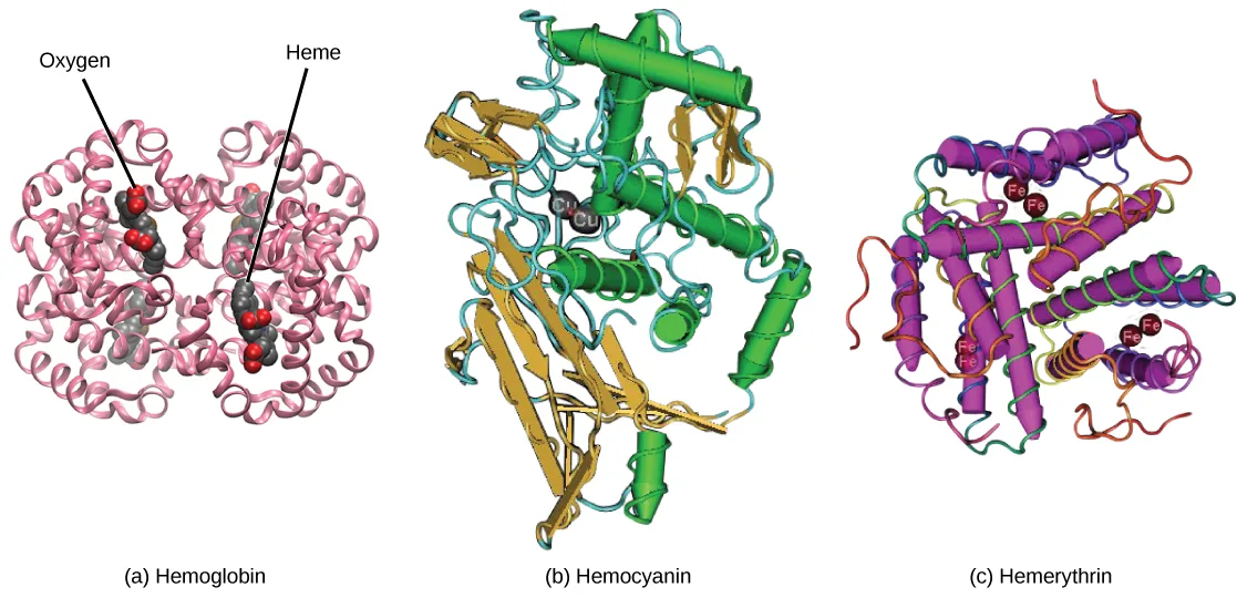 Three ribbon-and-stick molecular models side by side: (a) Hemoglobin, a pink, four-lobed structure with two leader lines labeled Oxygen and Heme; (b) Hemocyanin, a green, gold, and teal coiled and sheeted structure; (c) Hemerythrin, a purple, multi-helix coiled structure.