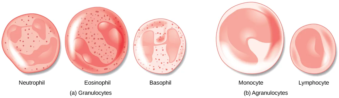 Illustration of five white blood cell types in two groups: (a) Granulocytes—Neutrophil, Eosinophil, and Basophil, similar in size with lobed, granular nuclei; (b) Agranulocytes—the larger Monocyte, with a U-shaped nucleus, and the smaller Lymphocyte, with an oblong nucleus.
