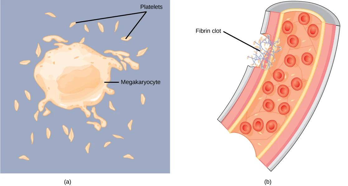 Two panels: (a) a large, irregularly shaped Megakaryocyte shedding small, spindle-shaped Platelets, some pointed to by a forked leader line; (b) a wedge-shaped cross-section of a blood vessel packed with red blood cells, with a leader line labeling a tangled Fibrin clot at a breach in the vessel wall.