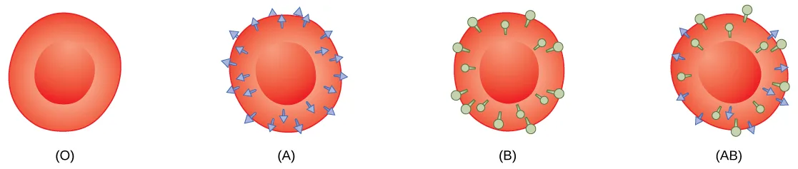 Four identical red blood cells labeled O, A, B, and AB: the O cell has no surface markers; the A cell is covered in small blue arrow-shaped markers; the B cell is covered in small green round markers; the AB cell is covered in both the blue and green markers.
