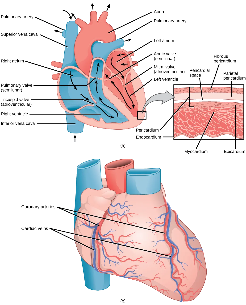 Two-panel diagram of the heart. Panel (a) is a labeled cutaway showing the four chambers, valves, and great vessels, with an inset cross-section of the wall layers. Panel (b) shows the heart's outer surface with its coronary arteries and veins.