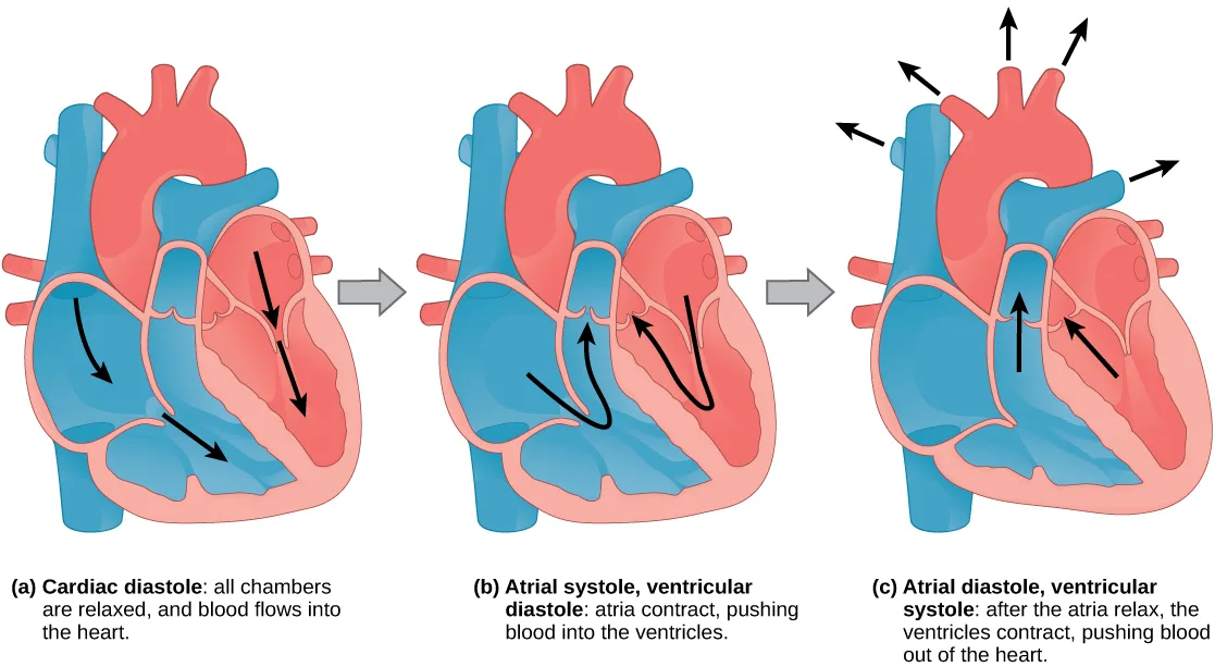 Three side-by-side heart diagrams show the chambers alternately filling and contracting during cardiac diastole, atrial systole, and atrial diastole/ventricular systole, each with black arrows tracing blood movement.