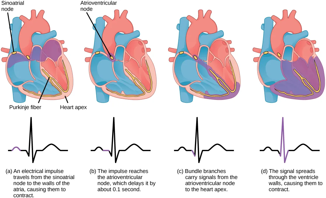 Four heart-and-graph panels trace the heartbeat's electrical impulse from the sinoatrial node through the atrioventricular node and Purkinje fibers to the ventricles, with a matching ECG trace below each heart highlighting the electrical event in that panel.