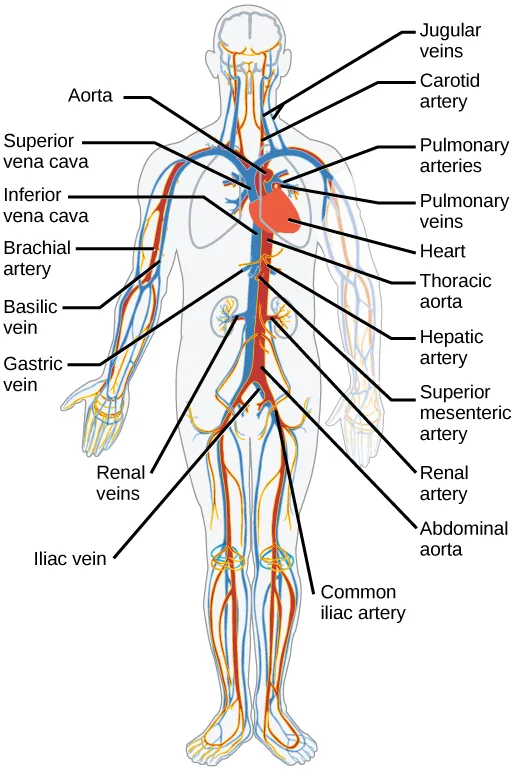 A posterior view of a full human body diagram shows the heart at center with labeled major arteries fanning down in red and major veins in blue, from the neck and arms to the liver, stomach, kidneys, and legs.