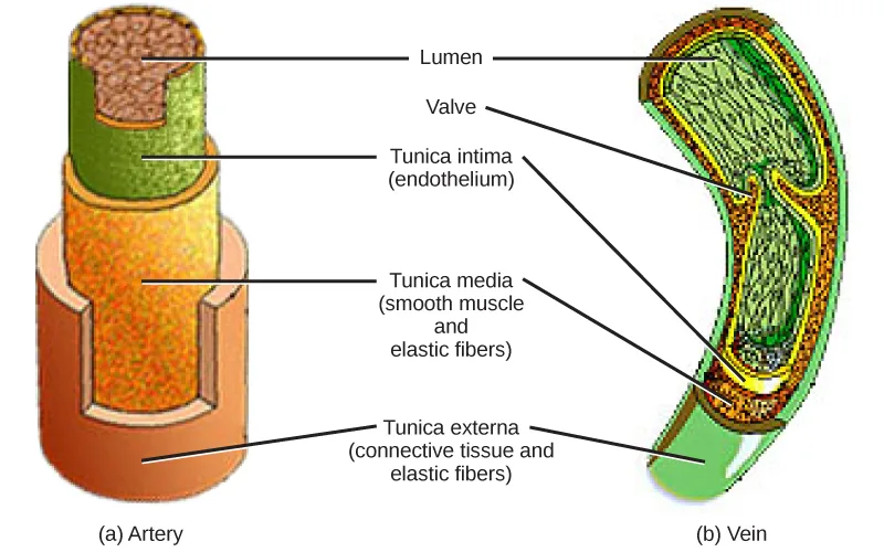 Side-by-side cutaways of an artery and a vein show the artery with a thicker wall and narrower open lumen and the vein with a thinner wall, a wider lumen, and an internal valve.