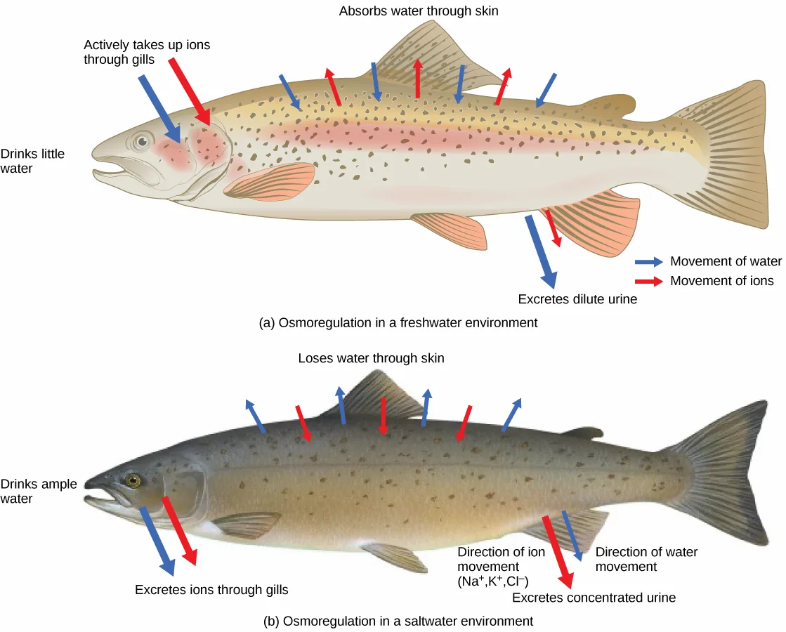 Illustration (a) shows a fish in a freshwater environment absorbing water through its skin; to compensate, it drinks little water, excretes dilute urine, and actively takes up sodium, potassium, and chloride ions through its gills to replace those lost through its skin. Illustration (b) shows a fish in a saltwater environment losing water through its skin; to compensate, it drinks ample water, excretes concentrated urine, and absorbs sodium, potassium, and chloride ions through its skin before excreting them through its gills.