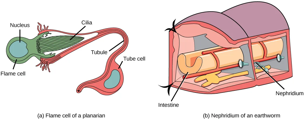 Two illustrations: (a) a flame cell of a planarian, a bulb-shaped green cell with a tuft of cilia at one end, tapering into a tubule that leads to a bulbous tube cell; (b) a cutaway of an earthworm segment showing a coiled nephridium tube running past the intestine from a ciliated opening in one segment wall to an opening in the next.