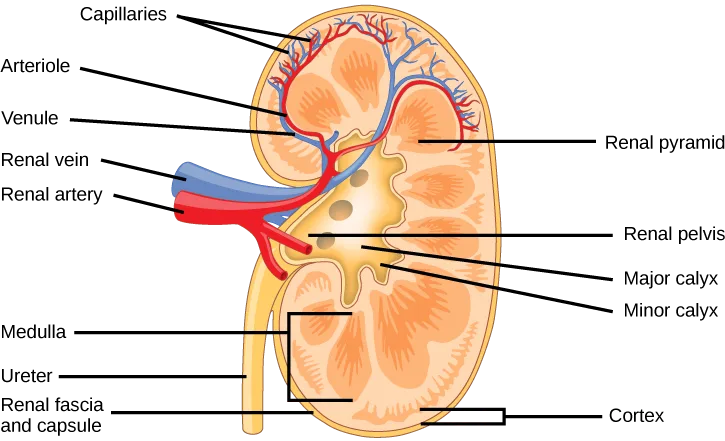 Cross-section of a bean-shaped kidney. An outer renal fascia and capsule cover a granular cortex; beneath it, striped renal pyramids fill the medulla, narrowing toward the pale renal pelvis at the center. The renal artery and vein enter, and the ureter exits, from the concave side.