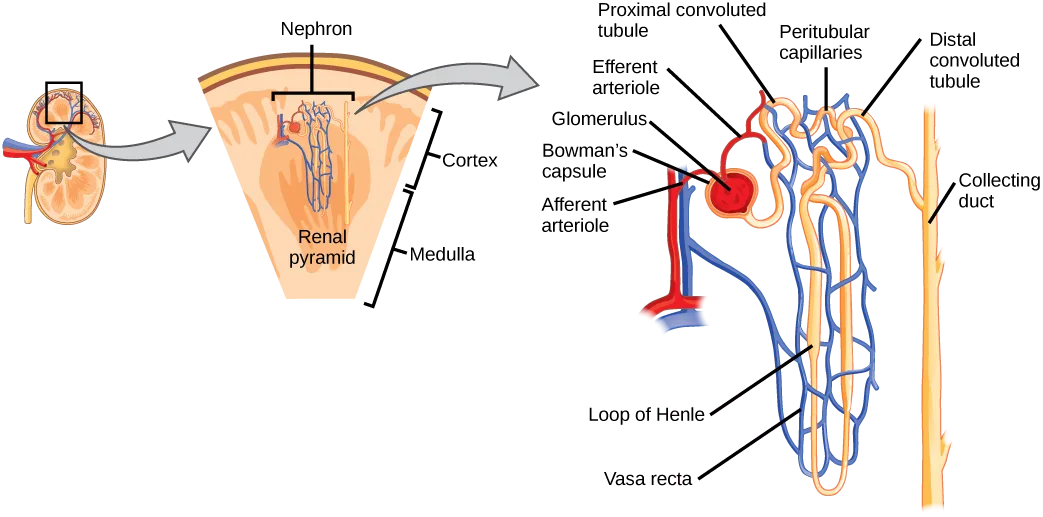 Three connected illustrations: a small whole-kidney cross-section with one region boxed, an enlarged wedge of cortex and medulla labeled around a nephron, and an enlarged nephron showing the glomerulus with its capsule and arterioles, the convoluted tubules, the loop of Henle, and the collecting duct.